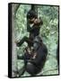 Jane Goodall Institute, Chimpanzees, Gombe National Park, Tanzania-Kristin Mosher-Framed Stretched Canvas