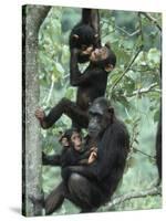 Jane Goodall Institute, Chimpanzees, Gombe National Park, Tanzania-Kristin Mosher-Stretched Canvas