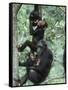 Jane Goodall Institute, Chimpanzees, Gombe National Park, Tanzania-Kristin Mosher-Framed Stretched Canvas