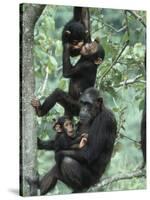 Jane Goodall Institute, Chimpanzees, Gombe National Park, Tanzania-Kristin Mosher-Stretched Canvas