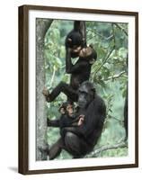 Jane Goodall Institute, Chimpanzees, Gombe National Park, Tanzania-Kristin Mosher-Framed Premium Photographic Print