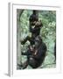 Jane Goodall Institute, Chimpanzees, Gombe National Park, Tanzania-Kristin Mosher-Framed Premium Photographic Print