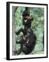 Jane Goodall Institute, Chimpanzees, Gombe National Park, Tanzania-Kristin Mosher-Framed Premium Photographic Print