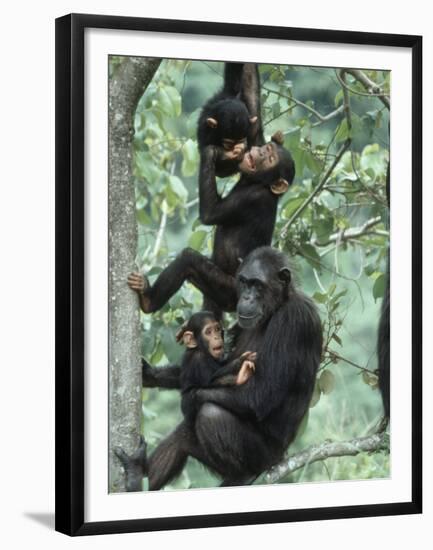 Jane Goodall Institute, Chimpanzees, Gombe National Park, Tanzania-Kristin Mosher-Framed Premium Photographic Print