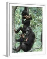 Jane Goodall Institute, Chimpanzees, Gombe National Park, Tanzania-Kristin Mosher-Framed Premium Photographic Print