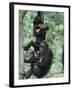 Jane Goodall Institute, Chimpanzees, Gombe National Park, Tanzania-Kristin Mosher-Framed Premium Photographic Print