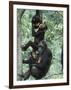 Jane Goodall Institute, Chimpanzees, Gombe National Park, Tanzania-Kristin Mosher-Framed Premium Photographic Print