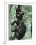 Jane Goodall Institute, Chimpanzees, Gombe National Park, Tanzania-Kristin Mosher-Framed Premium Photographic Print