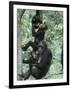 Jane Goodall Institute, Chimpanzees, Gombe National Park, Tanzania-Kristin Mosher-Framed Premium Photographic Print