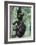 Jane Goodall Institute, Chimpanzees, Gombe National Park, Tanzania-Kristin Mosher-Framed Photographic Print