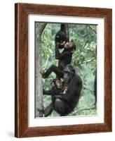 Jane Goodall Institute, Chimpanzees, Gombe National Park, Tanzania-Kristin Mosher-Framed Photographic Print