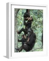 Jane Goodall Institute, Chimpanzees, Gombe National Park, Tanzania-Kristin Mosher-Framed Photographic Print