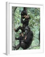 Jane Goodall Institute, Chimpanzees, Gombe National Park, Tanzania-Kristin Mosher-Framed Photographic Print