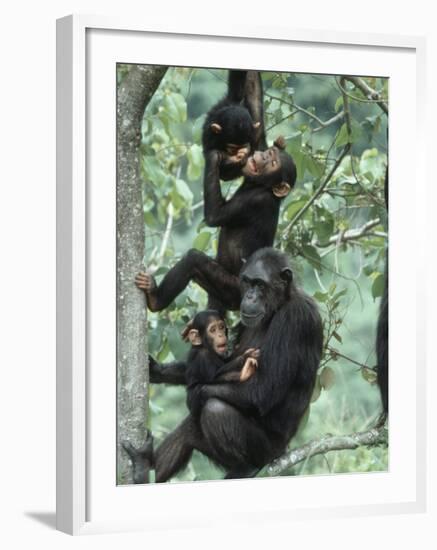 Jane Goodall Institute, Chimpanzees, Gombe National Park, Tanzania-Kristin Mosher-Framed Photographic Print