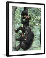 Jane Goodall Institute, Chimpanzees, Gombe National Park, Tanzania-Kristin Mosher-Framed Photographic Print