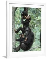 Jane Goodall Institute, Chimpanzees, Gombe National Park, Tanzania-Kristin Mosher-Framed Photographic Print