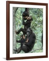 Jane Goodall Institute, Chimpanzees, Gombe National Park, Tanzania-Kristin Mosher-Framed Photographic Print