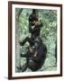 Jane Goodall Institute, Chimpanzees, Gombe National Park, Tanzania-Kristin Mosher-Framed Photographic Print