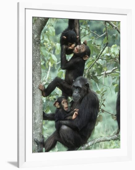 Jane Goodall Institute, Chimpanzees, Gombe National Park, Tanzania-Kristin Mosher-Framed Photographic Print