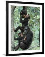 Jane Goodall Institute, Chimpanzees, Gombe National Park, Tanzania-Kristin Mosher-Framed Photographic Print