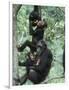 Jane Goodall Institute, Chimpanzees, Gombe National Park, Tanzania-Kristin Mosher-Framed Photographic Print