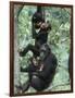 Jane Goodall Institute, Chimpanzees, Gombe National Park, Tanzania-Kristin Mosher-Framed Photographic Print