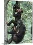 Jane Goodall Institute, Chimpanzees, Gombe National Park, Tanzania-Kristin Mosher-Mounted Photographic Print
