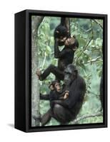 Jane Goodall Institute, Chimpanzees, Gombe National Park, Tanzania-Kristin Mosher-Framed Stretched Canvas