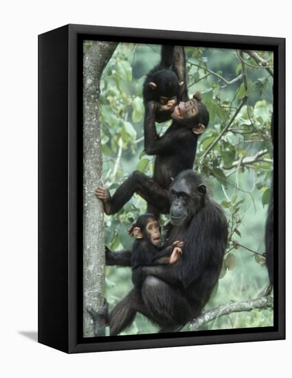 Jane Goodall Institute, Chimpanzees, Gombe National Park, Tanzania-Kristin Mosher-Framed Stretched Canvas