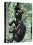 Jane Goodall Institute, Chimpanzees, Gombe National Park, Tanzania-Kristin Mosher-Stretched Canvas