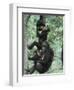 Jane Goodall Institute, Chimpanzees, Gombe National Park, Tanzania-Kristin Mosher-Framed Photographic Print