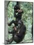 Jane Goodall Institute, Chimpanzees, Gombe National Park, Tanzania-Kristin Mosher-Mounted Photographic Print