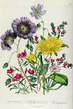 Godetia and Anothera, Plate 8 from 'The Ladies' Flower Garden', Published 1842-Jane Loudon-Giclee Print