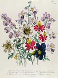 Godetia and Anothera, Plate 8 from 'The Ladies' Flower Garden', Published 1842-Jane Loudon-Giclee Print