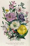 Crane's Bill, Plate 42 from 'The Ladies' Flower Garden', Published 1842-Jane Loudon-Giclee Print