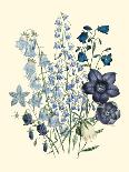 Calandrinia, Plate 18 from 'The Ladies' Flower Garden', Published 1842-Jane Loudon-Giclee Print