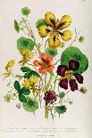 Nasturtium, Plate 21 from 'The Ladies' Flower Garden', Published 1842-Jane Loudon-Giclee Print