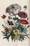 Calandrinia, Plate 18 from 'The Ladies' Flower Garden', Published 1842-Jane Loudon-Giclee Print