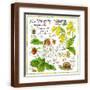 Brown Frame