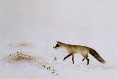 Fox in Snow-Jane Neville-Stretched Canvas