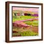 Brown Frame