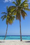 Brazil, Rio De Janeiro, Leblon Beach, Bike Leaning on Palm Tree-Jane Sweeney-Photographic Print