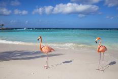 Flamingos on Flamingo Beach, Renaissance Island, Oranjestad, Aruba, Lesser Antilles-Jane Sweeney-Photographic Print