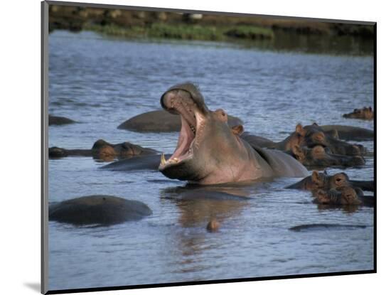 Photographic Print, , large