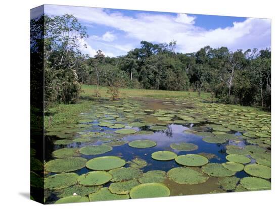 Stretched Canvas Print, , large