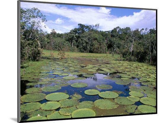 Photographic Print, , large