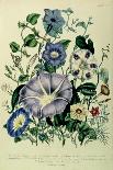 Bindweed, Plate 26 from "The Ladies" Flower Garden", Published 1842-Jane W. Loudon-Giclee Print