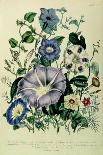 Catchfly-Jane W. Loudon-Giclee Print