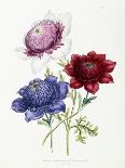 Cultivated Double Varieties of Anemone Coronarial, 1843-49-Jane W. Loudon-Framed Giclee Print