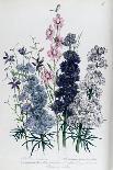 Spring Bouquet-Jane W. Loudon-Giclee Print